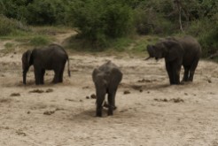 Elefanten graben nach Wasser