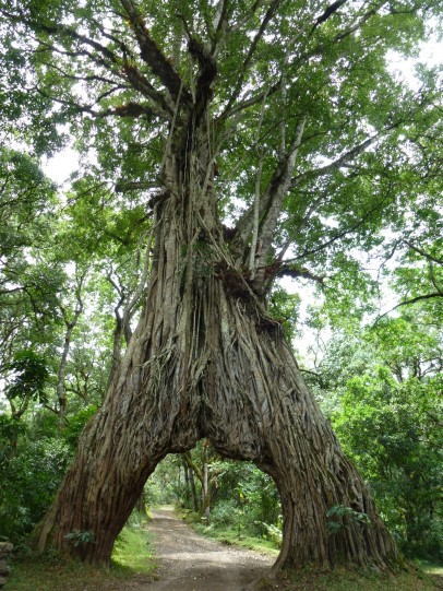 Durchfahrbarer Baum